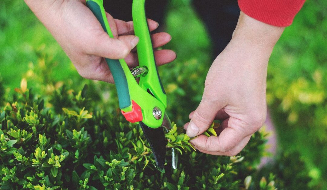 Transform Your Backyard with Gardening Tools That Make Outdoor Living Easy